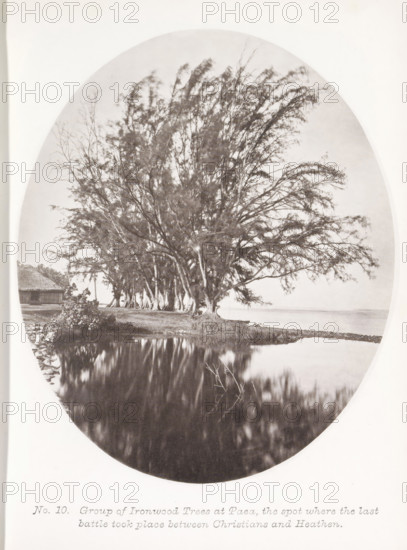 Group of Ironwood Trees at Paea, the spot where the last battle took place between Christians and