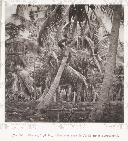 Thirsty! A boy climbs a tree to fetch us a cocoa-nut, Boy climbing a coconut tree in Tahiti, page,