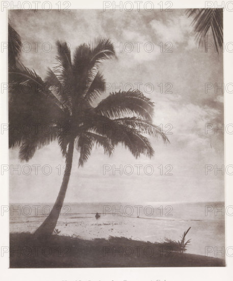 Coconut palm in Tahiti, Study of a Cocoa-nut Palm, page, photomechanical print, number: 'No. 28.',