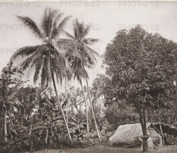 View of a house in Tahiti, Native Huts in the woods. E. side of the Island, page, photomechanical