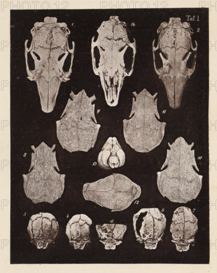 Fourteen faces of a rabbit skull, page, photomechanical print, number: 'Taf. I. 1 2 3 4 5 6 7 8 9
