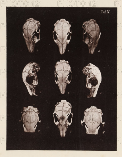 Nine faces of a rabbit skull, page, photomechanical print, number: 'Taf. IV. 1 2 3 4 5 6 7 8 9',