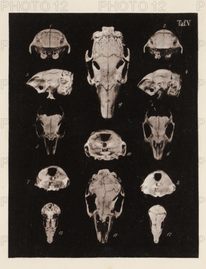 Thirteen views of a rabbit skull, page, photomechanical print, number: 'Taf. V. 1 2 3 4 5 6 7 8 9