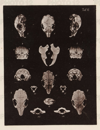 Fifteen faces of a rabbit skull, page, photomechanical print, number: 'Taf. VI. 1 2 3 4 5 6 7 8 9