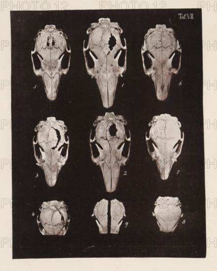 Nine faces of a rabbit skull, page, photomechanical print, number: 'Taf. VII. 1 2 3 4 5 6 7 8 9',