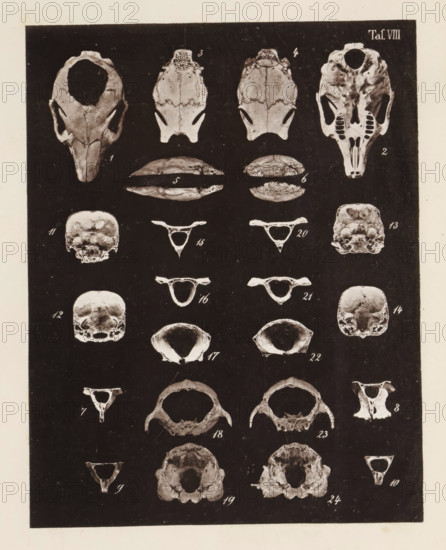 Twenty-four views of parts of a rabbit skull, page, photomechanical print, number: 'Taf. VIII. 1 2