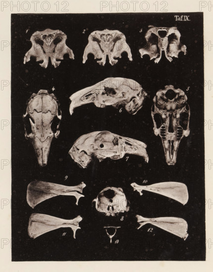 Thirteen views of parts of a rabbit skull, page, photomechanical print, number: 'Taf. IX. 1 2 3 4 5