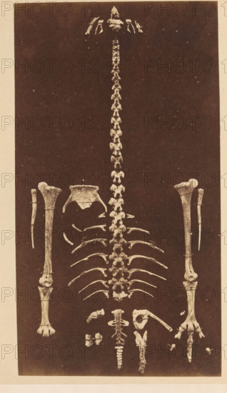 Bones of presumably a moa, photograph, page, c. 1853 - in or before 1863, photographer, paper,