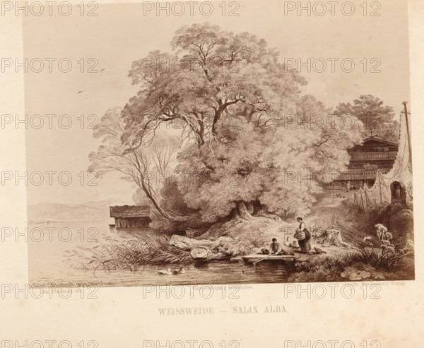 Photo reproduction of a drawing of a landscape with a white willow on a waterfront, Weissweide -