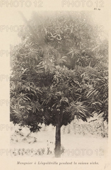 Mango tree in Leopoldville in the dry season, Manguier à Léopoldsville pendant la saison sèche,