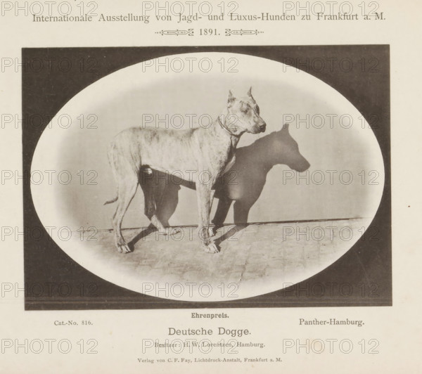 Deutsche Dogge, Great Dane Panther-Hamburg who won an honorary prize at the Internationale