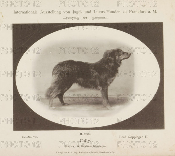 Collie Lord Göppingen II who won a second prize at the Internationale Ausstellung von Jagd und