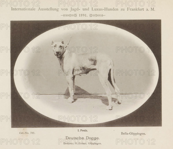 Deutsche Dogge, Great Dane Bella-Göppingen who won a first prize at the Internationale Ausstellung