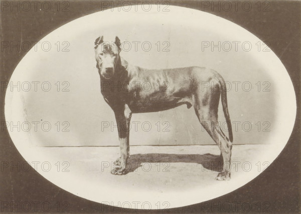 Great Dane Falkner-Plavia who won an honorary prize at the Internationale Ausstellung von Jagd und