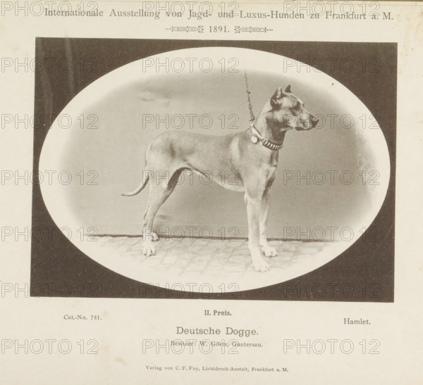 Great Dane Hamlet who won a second prize at the Internationale Ausstellung von Jagd und Luxus