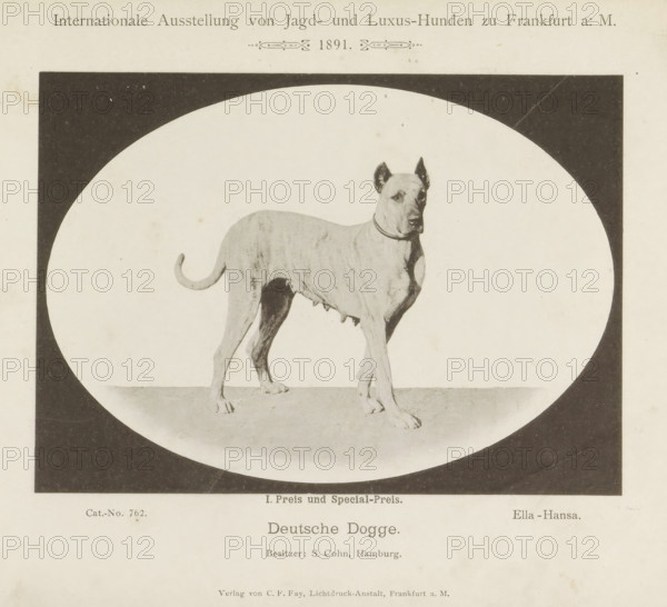 Deutsche Dogge, Great Dane Ella-Hansa who won two prizes at the Internationale Ausstellung von Jagd