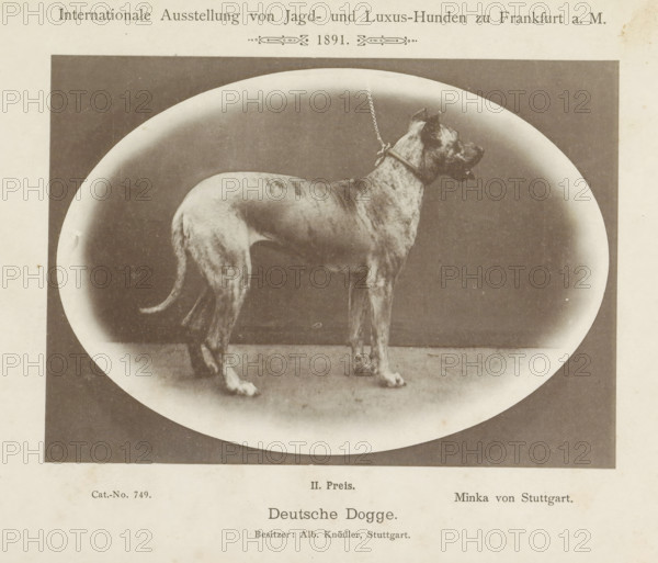 Deutsche Dogge, Great Dane Minka von Stuttgart who won a second prize at the Internationale