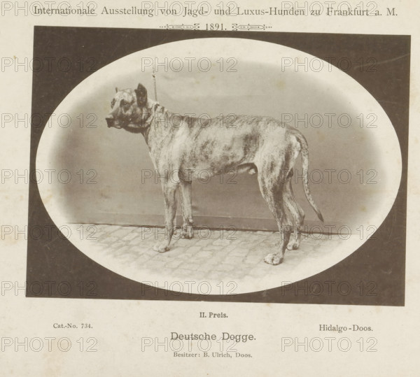 Deutsche Dogge, Great Dane Hidalgo who won a second prize at the Internationale Ausstellung von