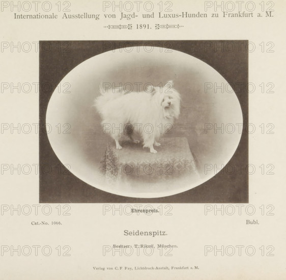 Keeshond Bubi who won an honorary prize at the Internationale Ausstellung von Jagd und Luxus Hunden