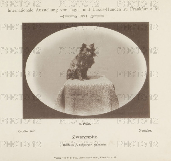 Zwergspitz, Miniature Pomeranian Netsche who won a second prize at the Internationale Ausstellung