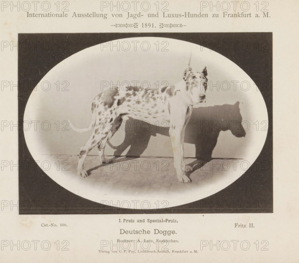 Deutsche Dogge, Great Dane Fritz II who won a first prize at the Internationale Ausstellung von