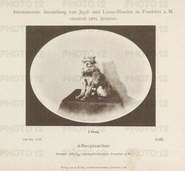 Affenpinscher Aeffli who won a first prize at the Internationale Ausstellung von Jagd und Luxus