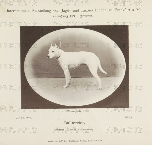Bull terrier, Bull terrier Moya who won an honorary prize at the Internationale Ausstellung von