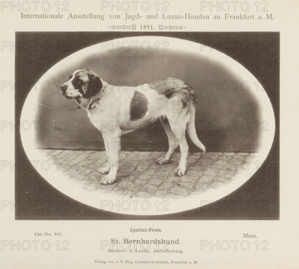 Saint Bernard Mars who won a prize at the Internationale Ausstellung von Jagd und Luxus Hunden in