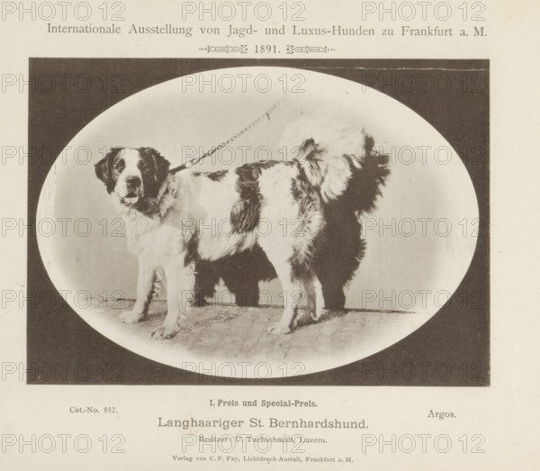 Saint Bernard Argos who won two prizes at the Internationale Ausstellung von Jagd und Luxus Hunden