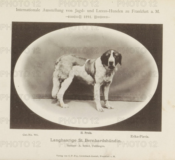 Saint Bernard Erika-Plavia who won a second prize at the Internationale Ausstellung von Jagd und