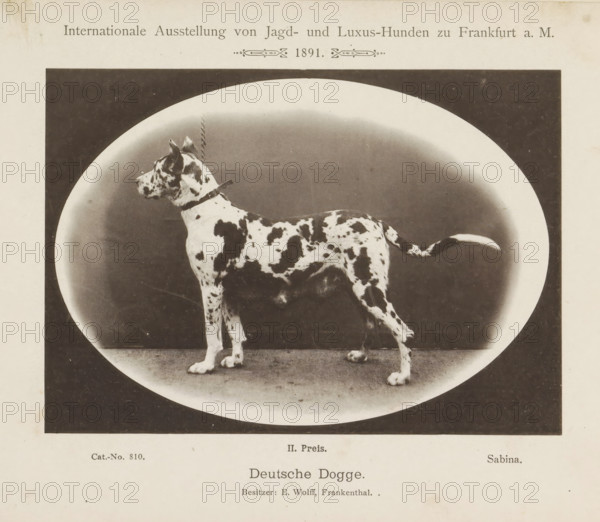 Great Dane Sabina who won a second prize at the Internationale Ausstellung von Jagd und Luxus