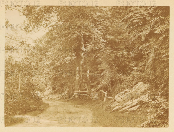 View of a country road in a forest, photograph, page, photographer: JC Browne, photographer: Hugh
