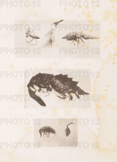 Sea worm, a woodlouse, a shrimp, a Gammaridea and a sea comma, page, photomechanical print, number:
