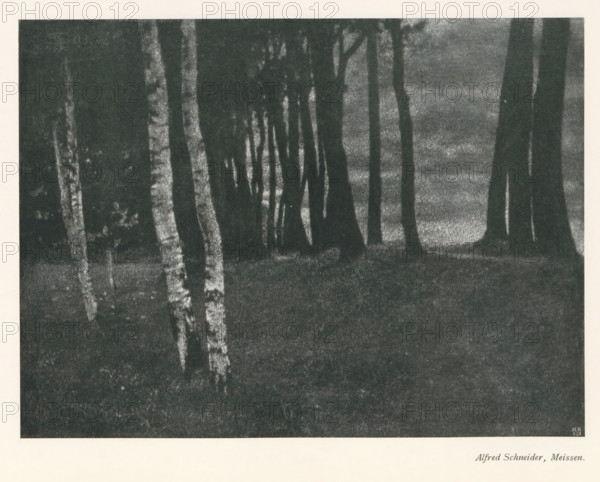 Forest, with birches in the foreground, page, photomechanical print, photographer: Alfred