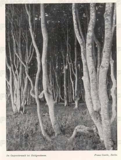View of a forest, Im Gespensterwald bei Heiligendamm, page, photomechanical print, photographer:
