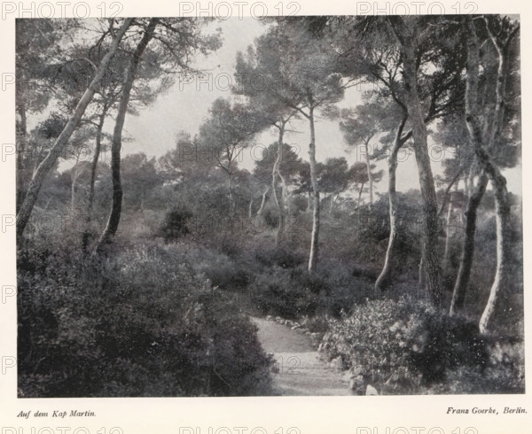 Auf dem Kap Martin, Forest on the Cap Martin near Monaco, page, photomechanical print,