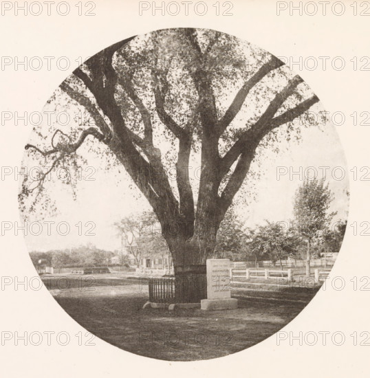 View of the Washington Elm in Cambridge, page, photomechanical print, photographer: William James