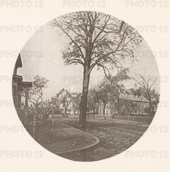 Chestnut tree on Brattle Street in Cambridge, page, photomechanical print, photographer: William