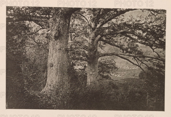 Eiken te Cambridge, page, photomechanical print, photographer: William James Stillman, Cambridge