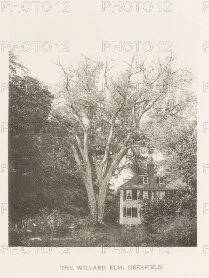 The Willard elm, Deerfield, page, photomechanical print, number: 'XV.', photographer: Henry Brooks,