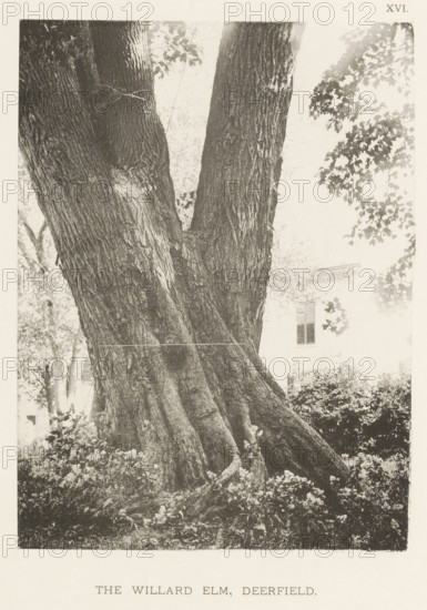The Willard elm, Deerfield, page, photomechanical print, number: 'XVI.', photographer: Henry