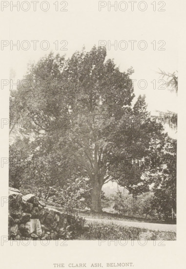 The Clark ash, Belmont, page, photomechanical print, number: 'XXXVII.', photographer: Henry Brooks,