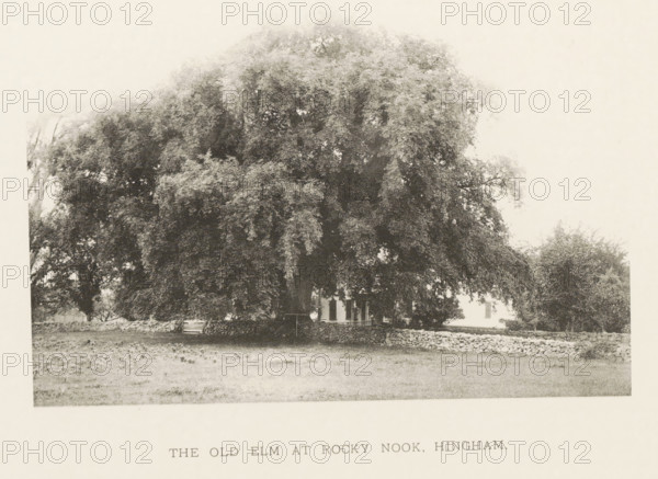 The old elm at Rocky Nook, Hingham, page, photomechanical print, number: 'V.', photographer: Henry