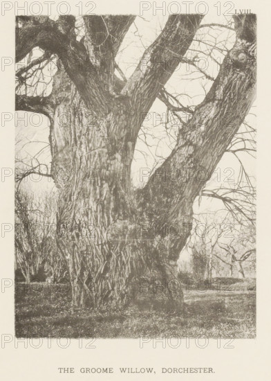 The Groome willow, Dorchester, page, photomechanical print, number: 'LVIII.', photographer: Henry