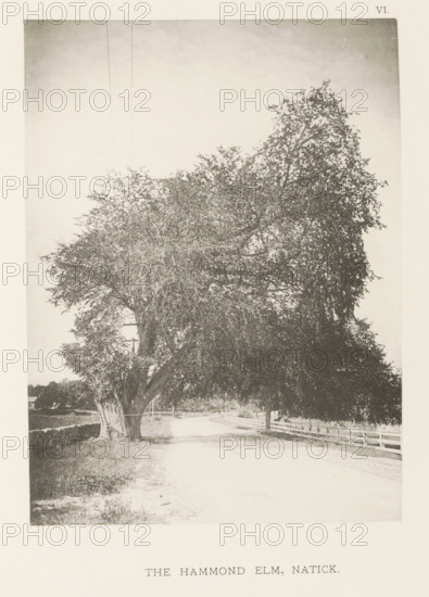 The Hammond elm, Natick, page, photomechanical print, number: 'VI.', photographer: Henry Brooks,