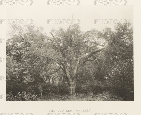 The old elm, Waverly, page, photomechanical print, number: 'IX.', photographer: Henry Brooks,