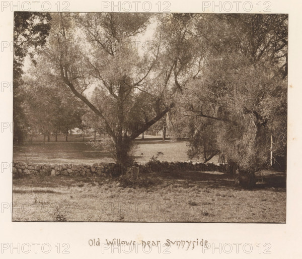 Willows on the estate of Sunnyside, page, photomechanical print, inscription: 'Old willows near
