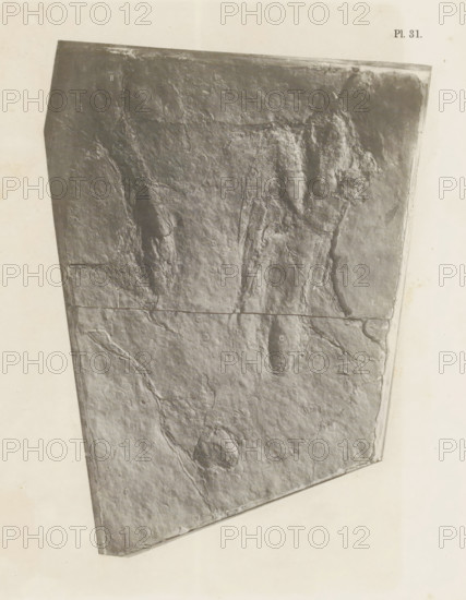 Footprints of the hind legs of a reptile, photograph, page, number: 'Pl. 31.', United States of