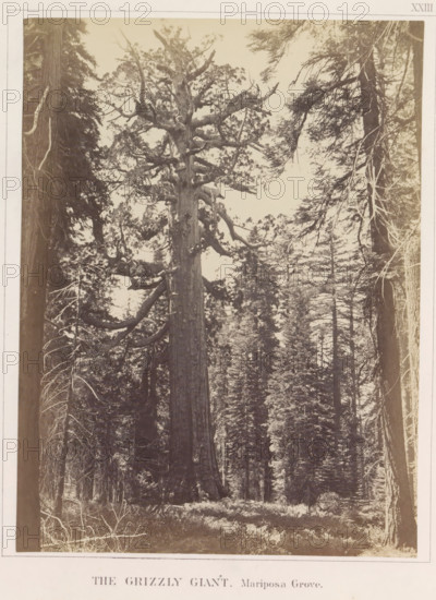The Grizzly Giant, Mariposa Grove, View of the Grizzly Giant, a giant sequoia in the Mariposa