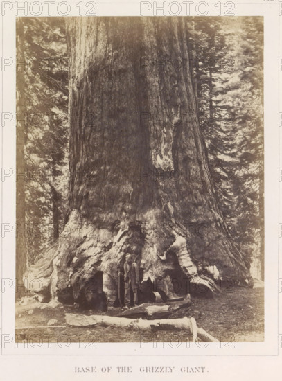 View of the base of Grizzly Giant, a giant sequoia in the Mariposa Grove, Base of the Grizzly